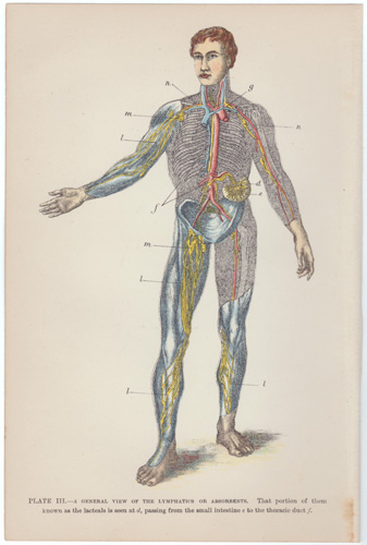 A GENERAL VIEW OF THE LYMPHATIC OR ABSORBENT SYSTEM OF VESSELS